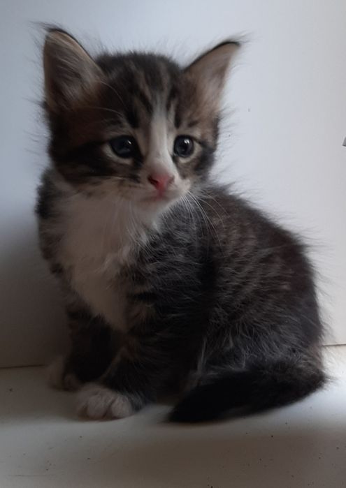 Котик мальчик темный с белым