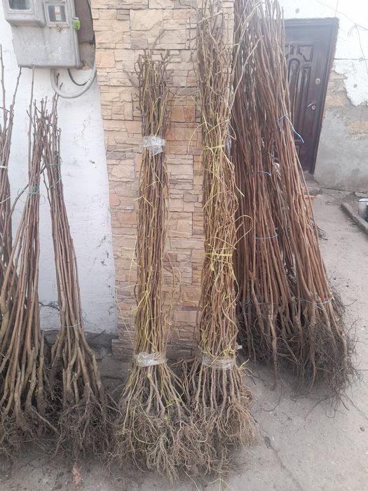 Продам саженцы хурмы а также есть плодовые деревья