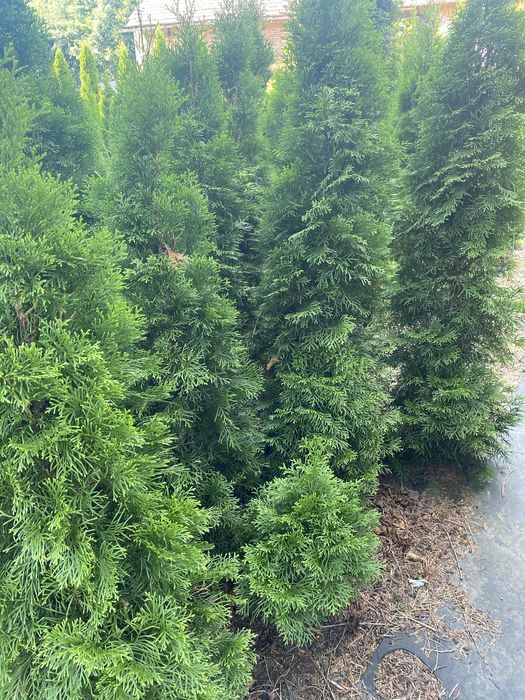 Tuja szmaragd kopana  grutu .Wyprzedaż!!!