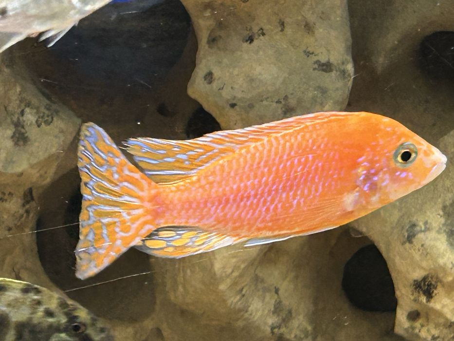 Ciclideos Africanos lago malawi