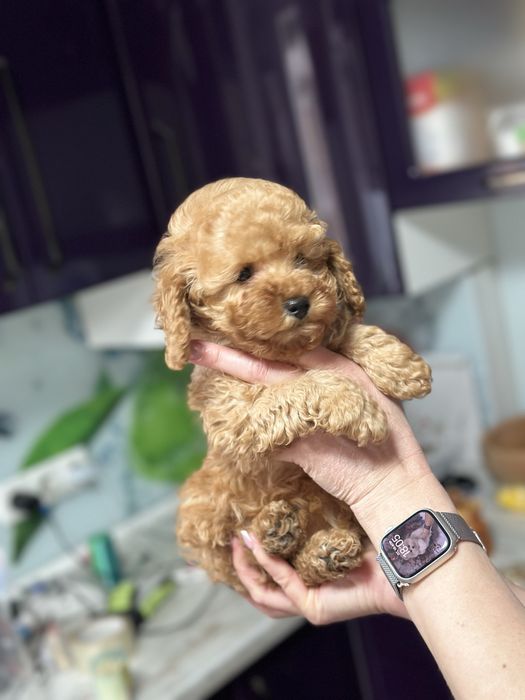 Милая мини мальтипу