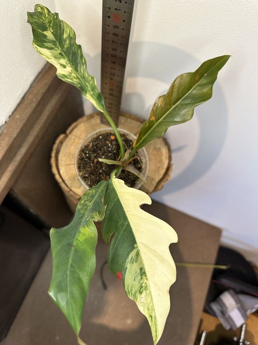 Філодендрон Philodendron  Філодендрон Caramel Marble var.