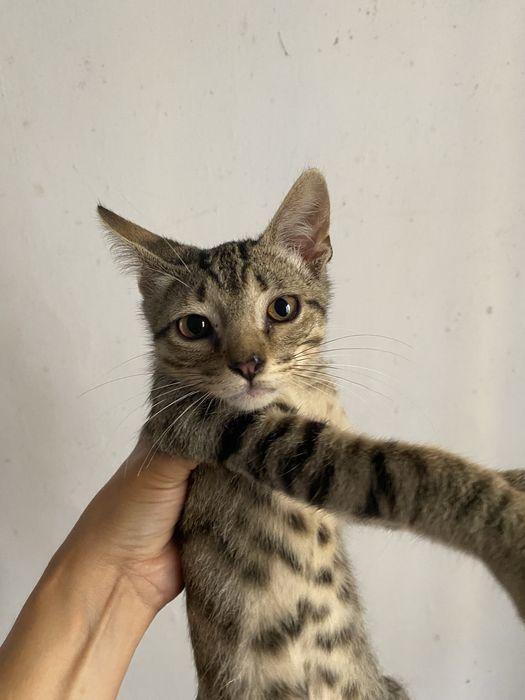 Gatinhos para adoção responsável zona Oeste