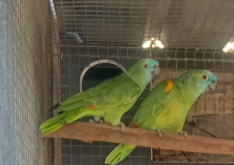 Aves em excelente estado