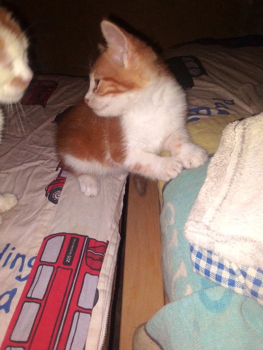 Гарнi  кошенята в добрi руки 5мiс