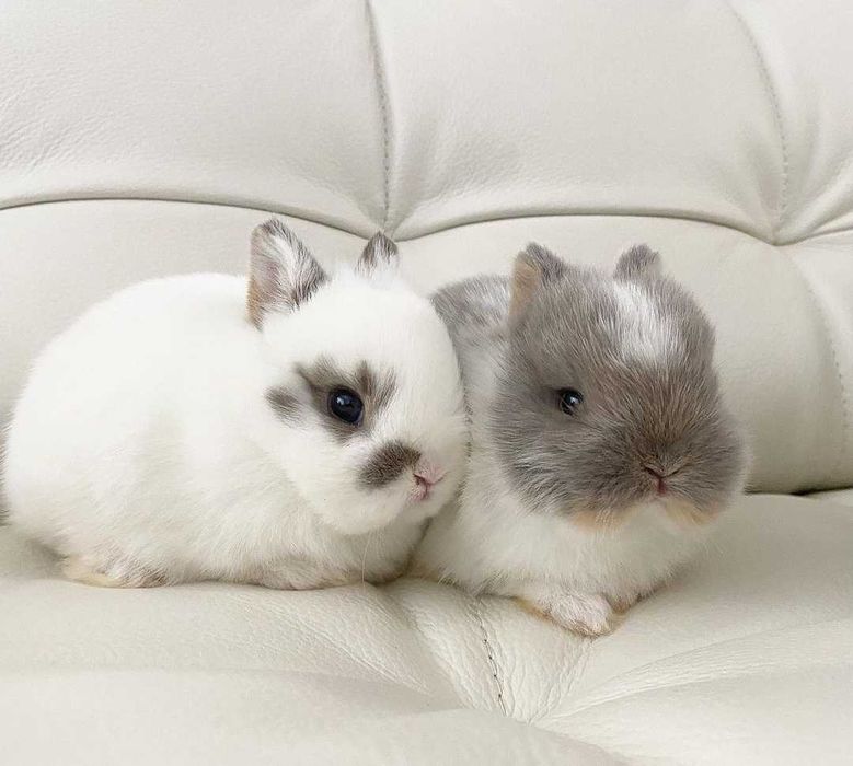 Coelhos anões bebés + gaiola nova + alimentação adequada