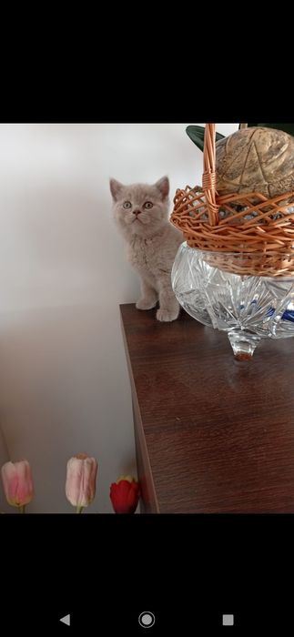 Kotek brytyjski dzisiaj do odbioru