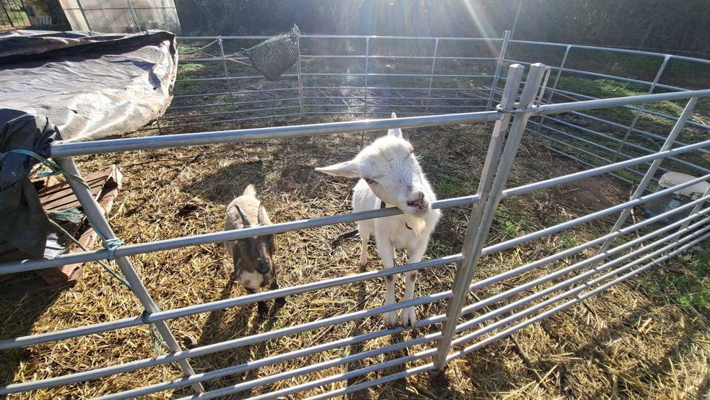 Cabritas Anas especiais