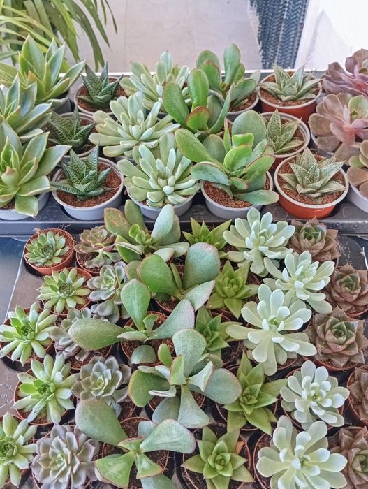 Cactos/Suculentas