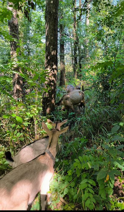 Альпийская дойная коза альпiйские кози  #козаальпiйска