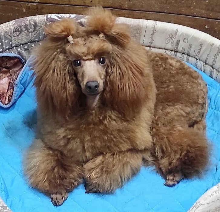 Вязка пудель красный