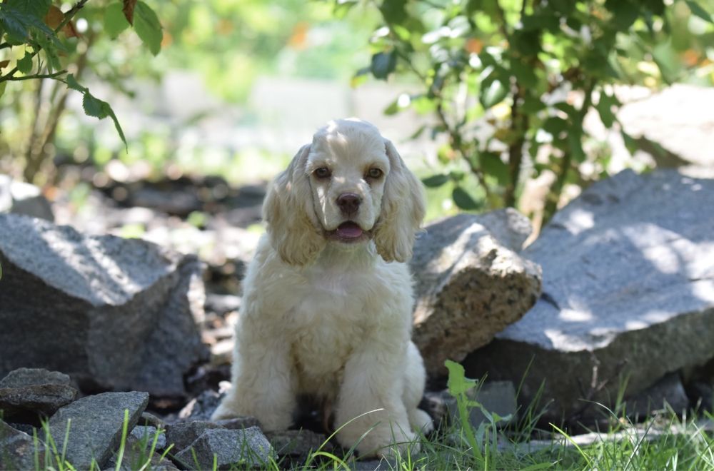 Американский Кокер Спаниель. Щенок. Щенки.