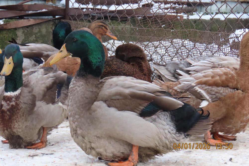 Мускусні качки німецької лінії