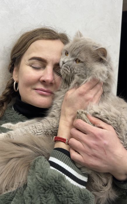 Вязка Британський ліловий довгошерстий котик