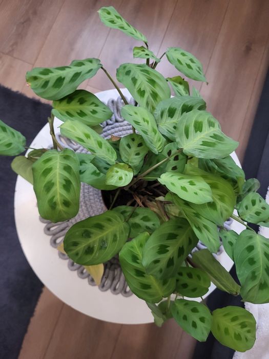 Kwiatek Maranta leuconeura