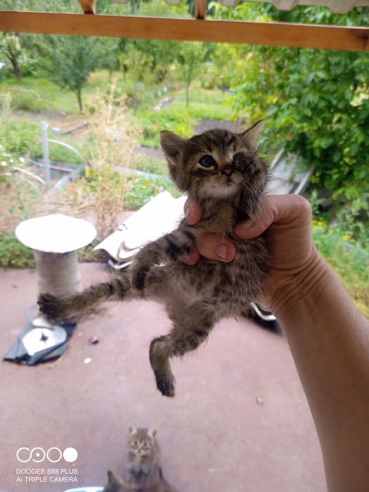 Отдам котят  добрым людям