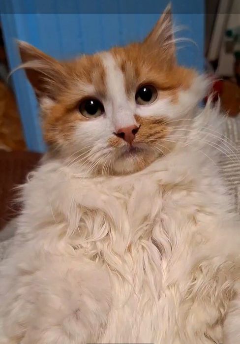 Пушистый бело-рыжий котёнок ищет дом! Котята в хорошие руки!