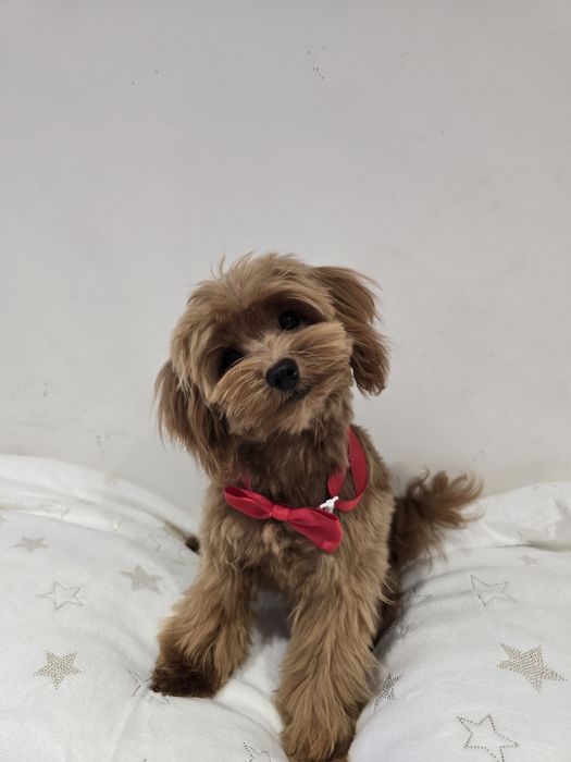 Maltipoo sunia xxs mini
