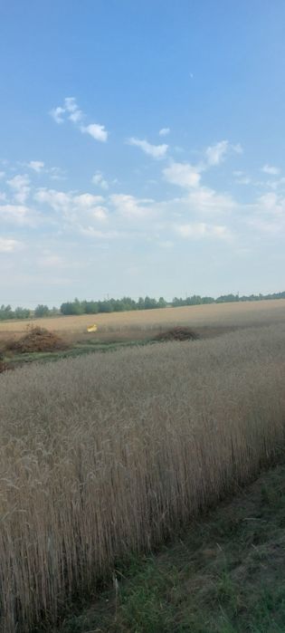 Sprzedam działki budowlane!!  Mierzączka Duża