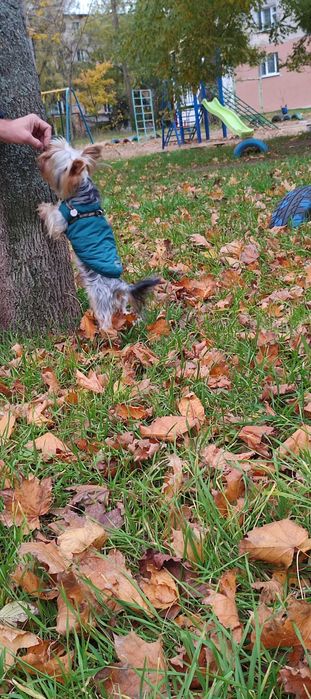 Хлопчик шукає наречену