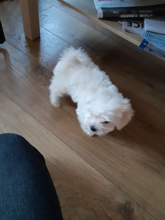 Maltanczyk suczka aktualne