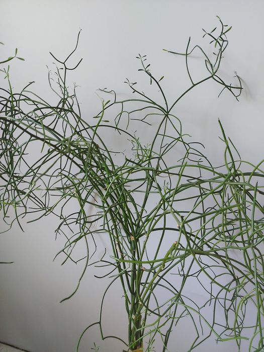 Доросла квітка - молочай тирукаллі