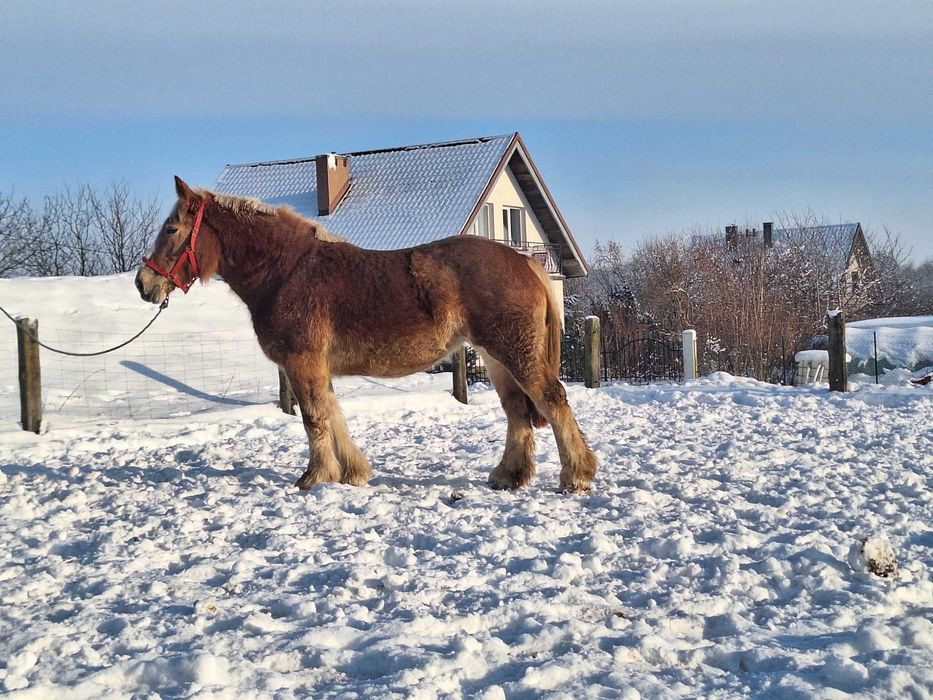 Arden Polski Klacz Baszta