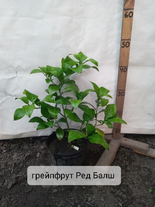 Мандарини, клементини, апельсини та інше