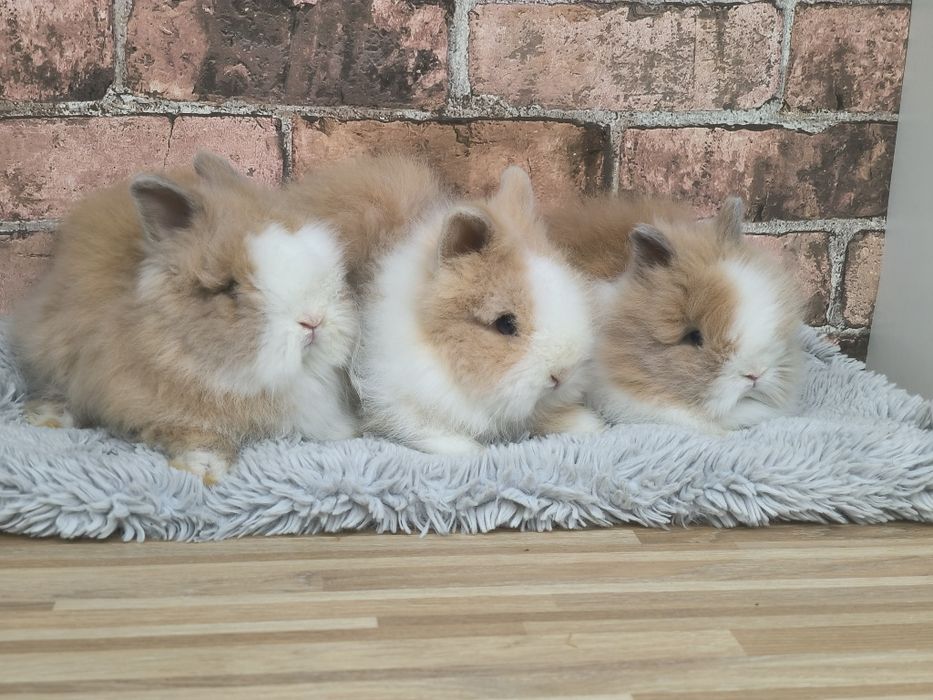 Króliczki karzełki Teddy mini króliki metryka