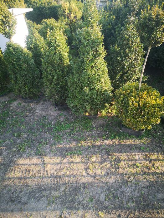 Bukszpany : sadzonki formowane w kule, stożki.