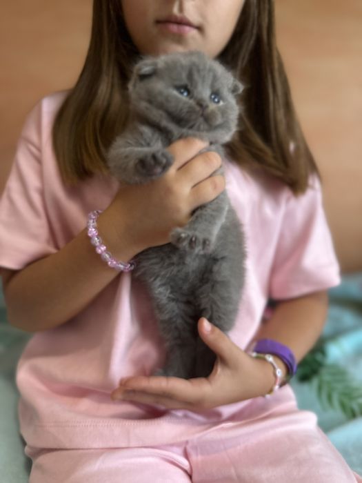 Британские котята