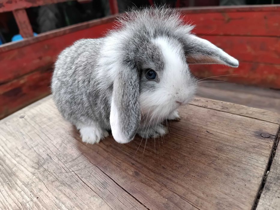 Coelhos anões Belier