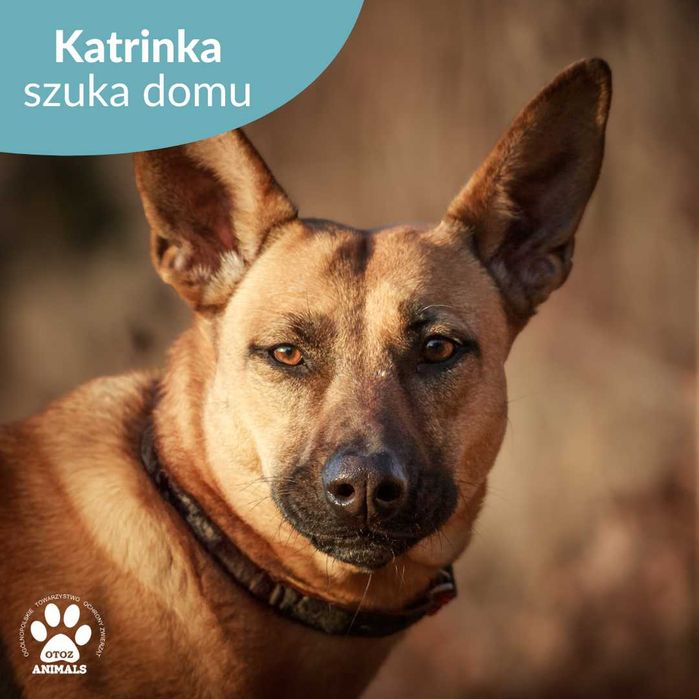 Cudowna sunia Katrinka w typie owczarka bielgijskiego szuka domu!