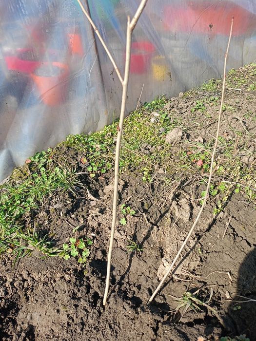 Młode sadzonki aronii