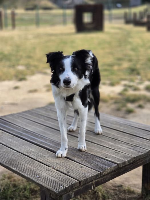 Border Collie para Acasalamento – Leiria