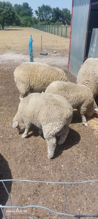 Vendo borrego îl de france