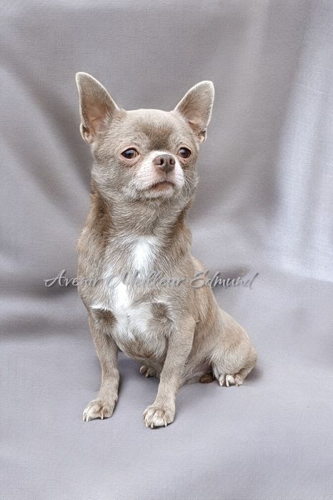 Ліловий "Лімон"для в'язки, чіхуа, FCI