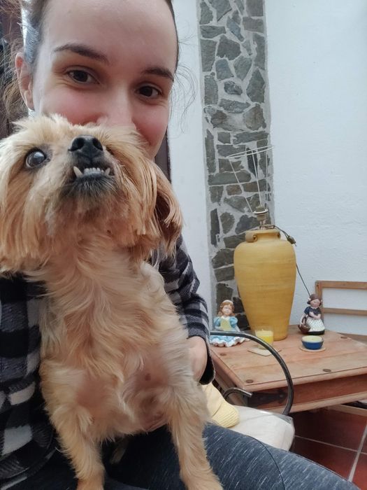 Dogwalker / Passeadora de cães