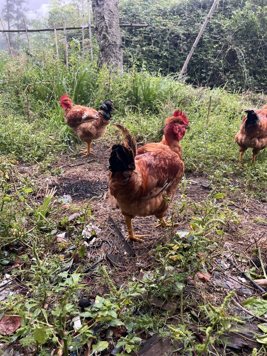 Frangos do Campo