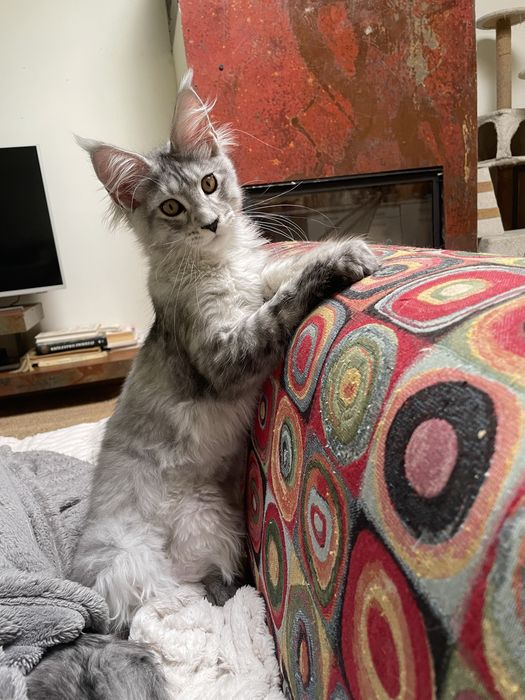 Koteczka maine coon
