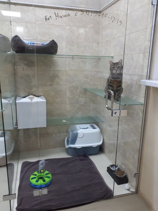 Готель, гостиниця, перетримка тварин котів та кішок в Києві "КАЗКА"