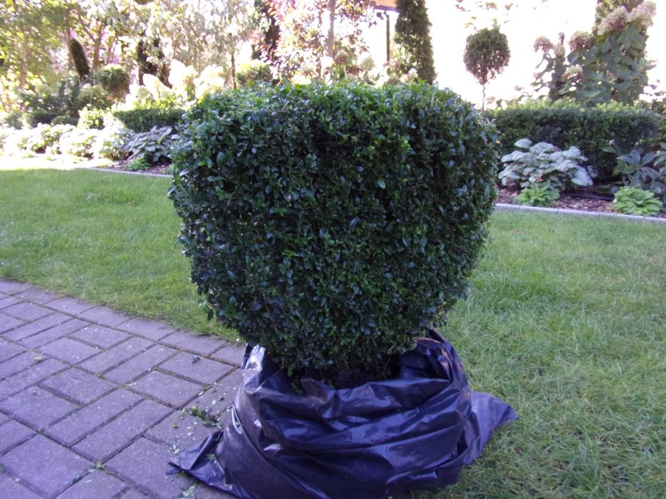 kula bukszpan duży 70x65cm odbiór Olsztyn gratisy