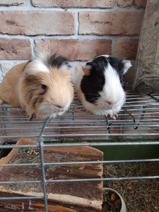 Świnki morskie dwa samce.