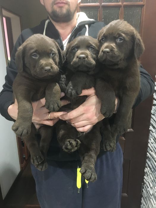 Лабрики темний шоколад