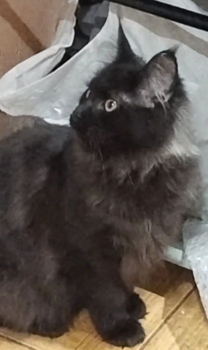 продам девочку мейн-кун черный дым