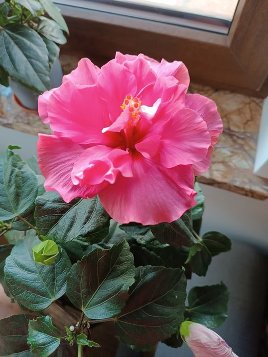 Różowy pełny Hibiskus róża chińska hibiscus Pink Double