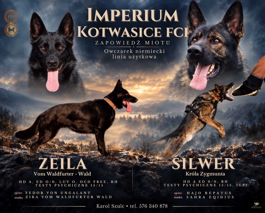 Owczarek niemiecki krótkowłosy - LINIA UŻYTKOWA