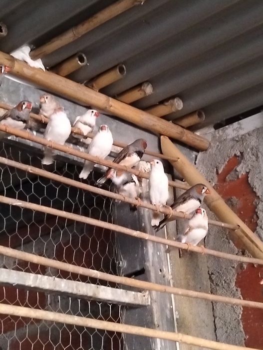 Vendo mandarins várias cores
