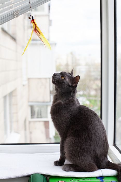 Чарівний котик шукає родину