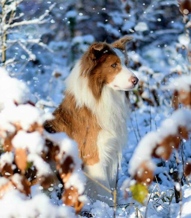 Reproduktor Border Collie FCI
